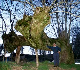 Ánxel López, vecino de la aldea de Pereiro, junto a su centenario y llamativo castaño.